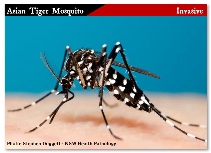 Asian Tiger Mosquito